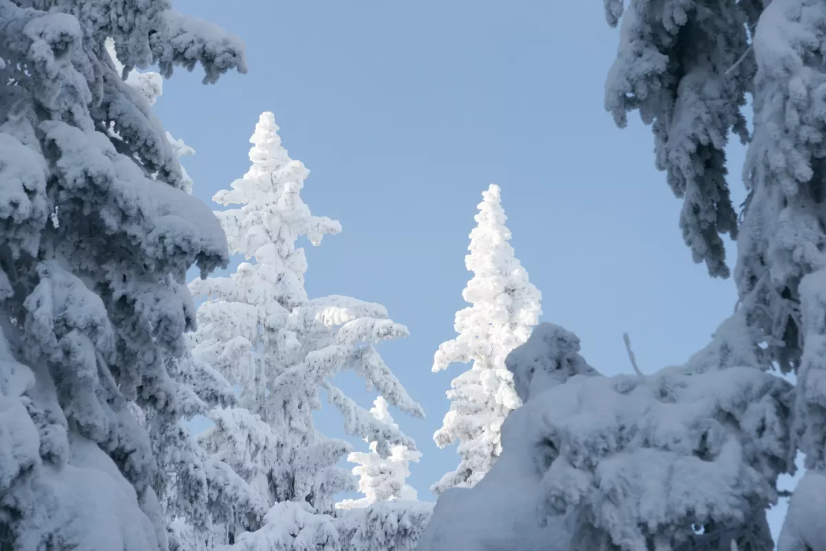 Pieknie ośnieżone drzewa.